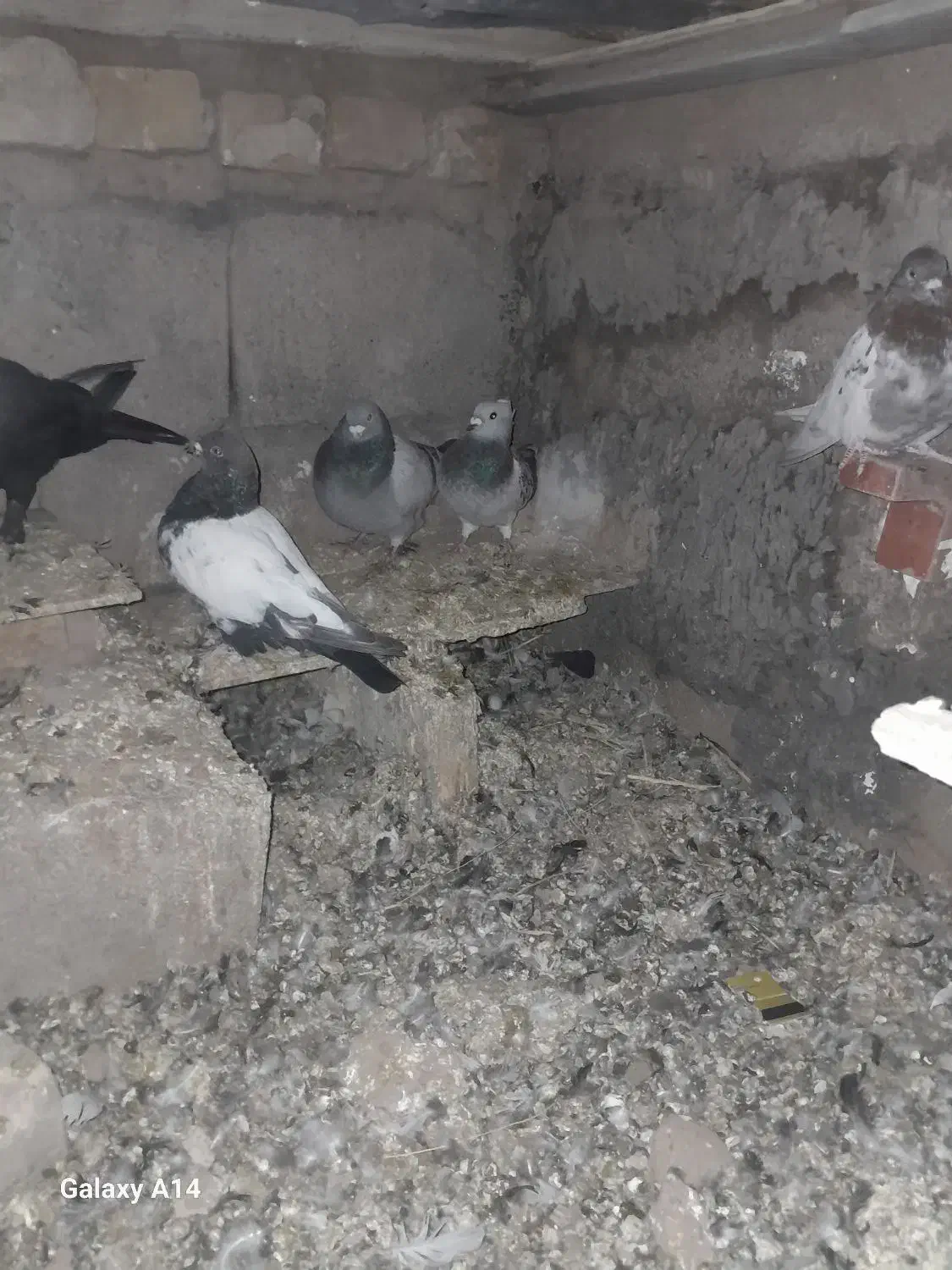 کفتر|پرنده|نگار, |دیوار