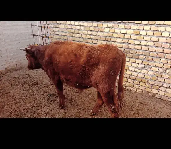 گوساله|حیوانات مزرعه|رامند, |دیوار