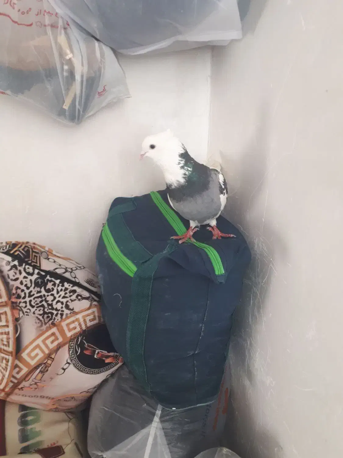 نر ابلق|حیوانات|کرمانشاه, |دیوار