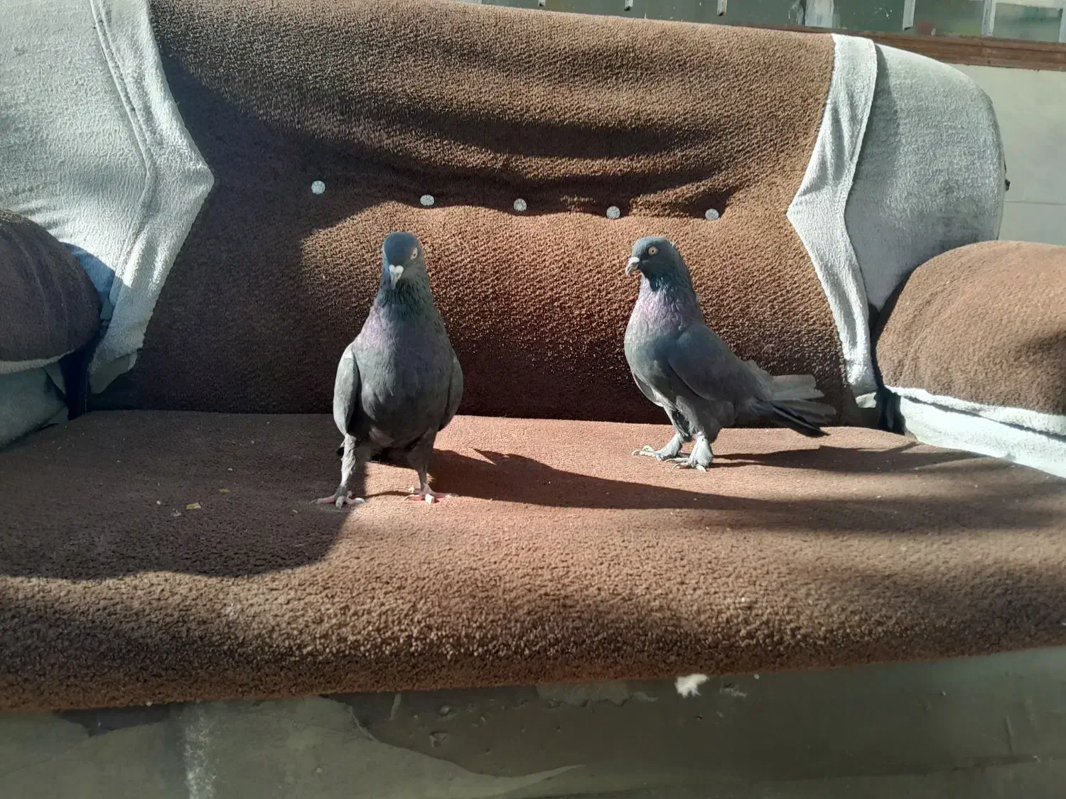 کبوتر رنگی|پرنده|لاران, |دیوار