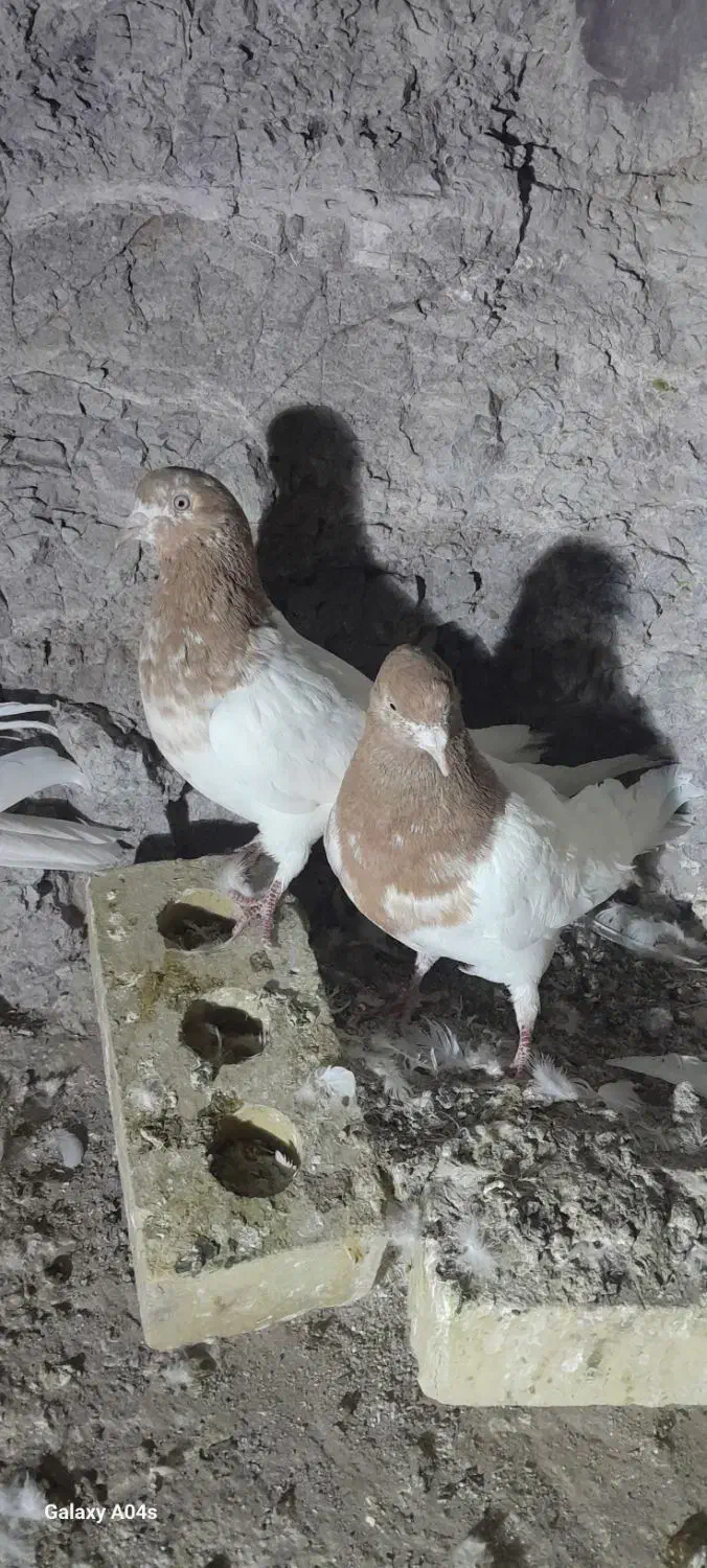 کبوتر|پرنده|سیرجان, |دیوار