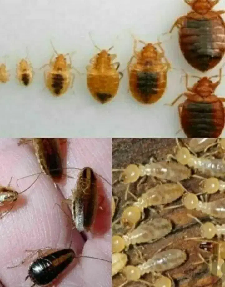 سم پاشی منازل سمپاشی اماکن|خدمات نظافت|محمدشهر, محمدشهر|دیوار