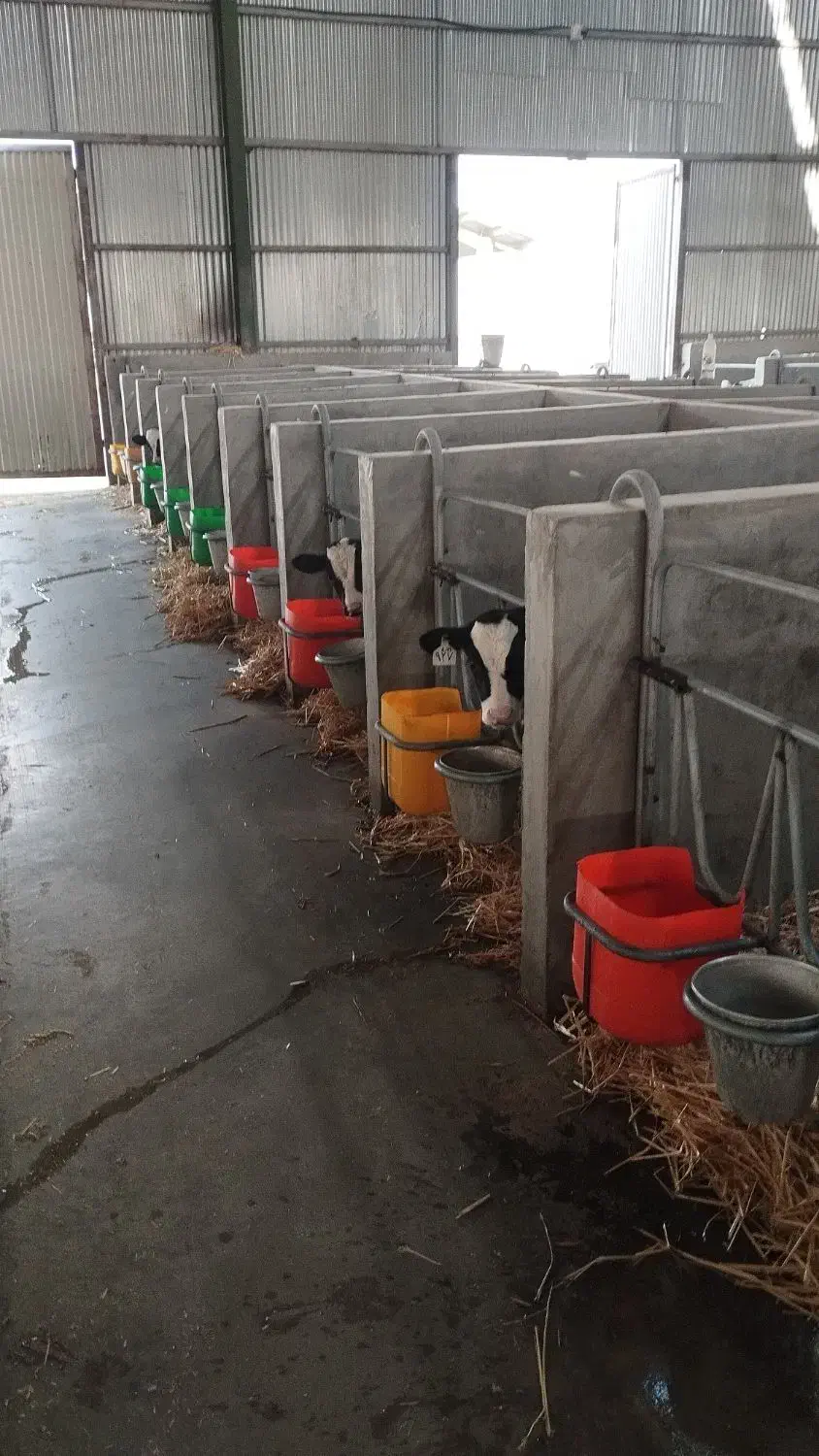 گوساله نرشیرخواره ۲۰۰راس فروشی|حیوانات مزرعه|آبیک, |دیوار