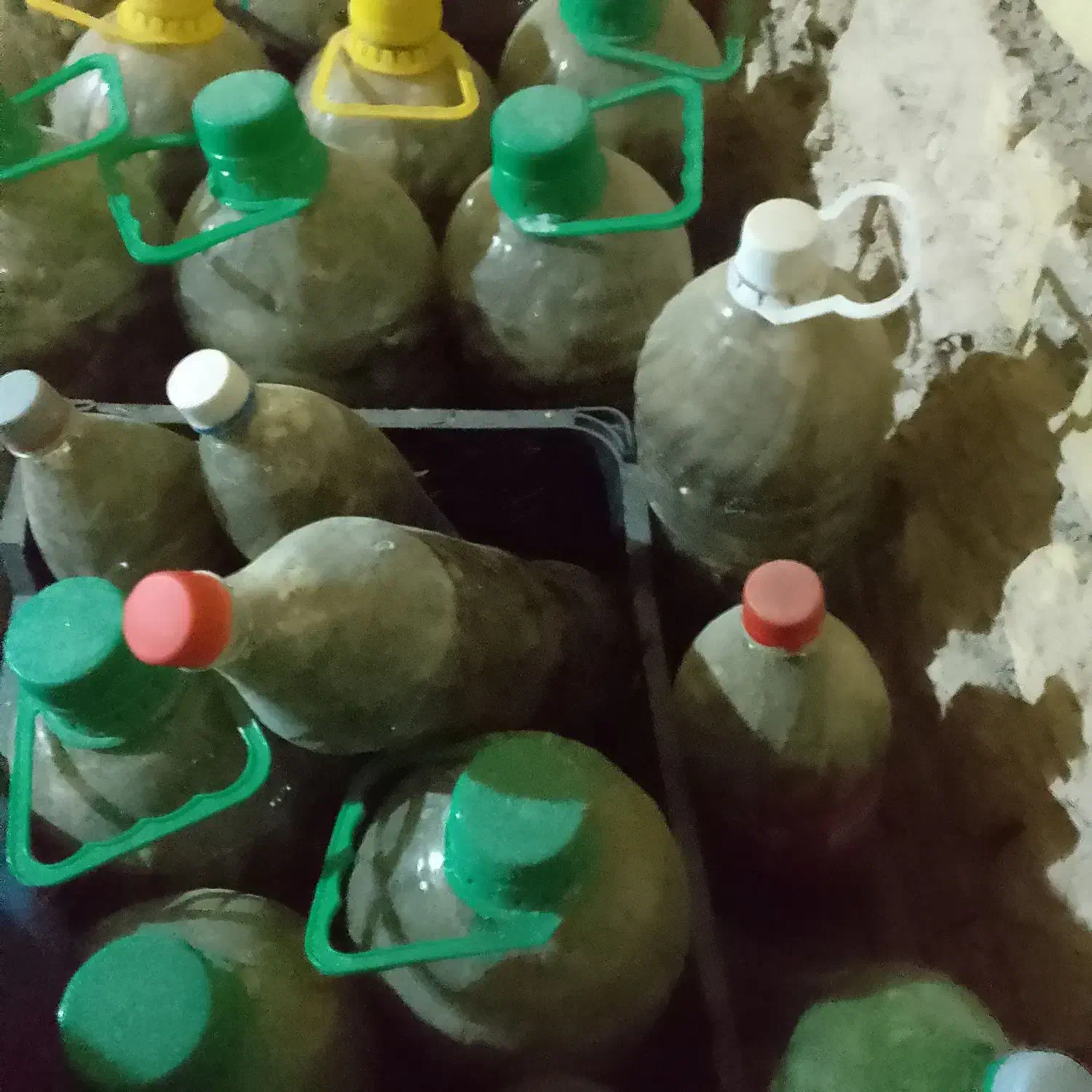 خیار شور|خوردنی و آشامیدنی|سردرود, |دیوار