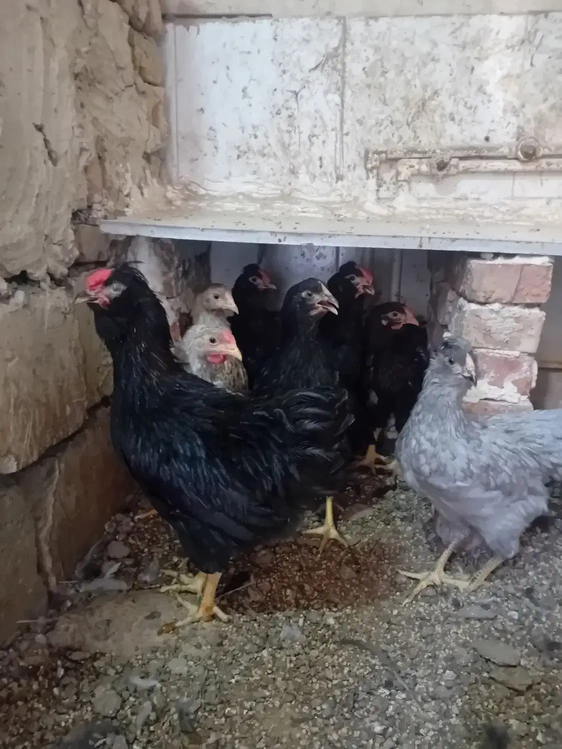 نیمچه گلین وارداتی و ویاندوت|حیوانات مزرعه|مرند, |دیوار