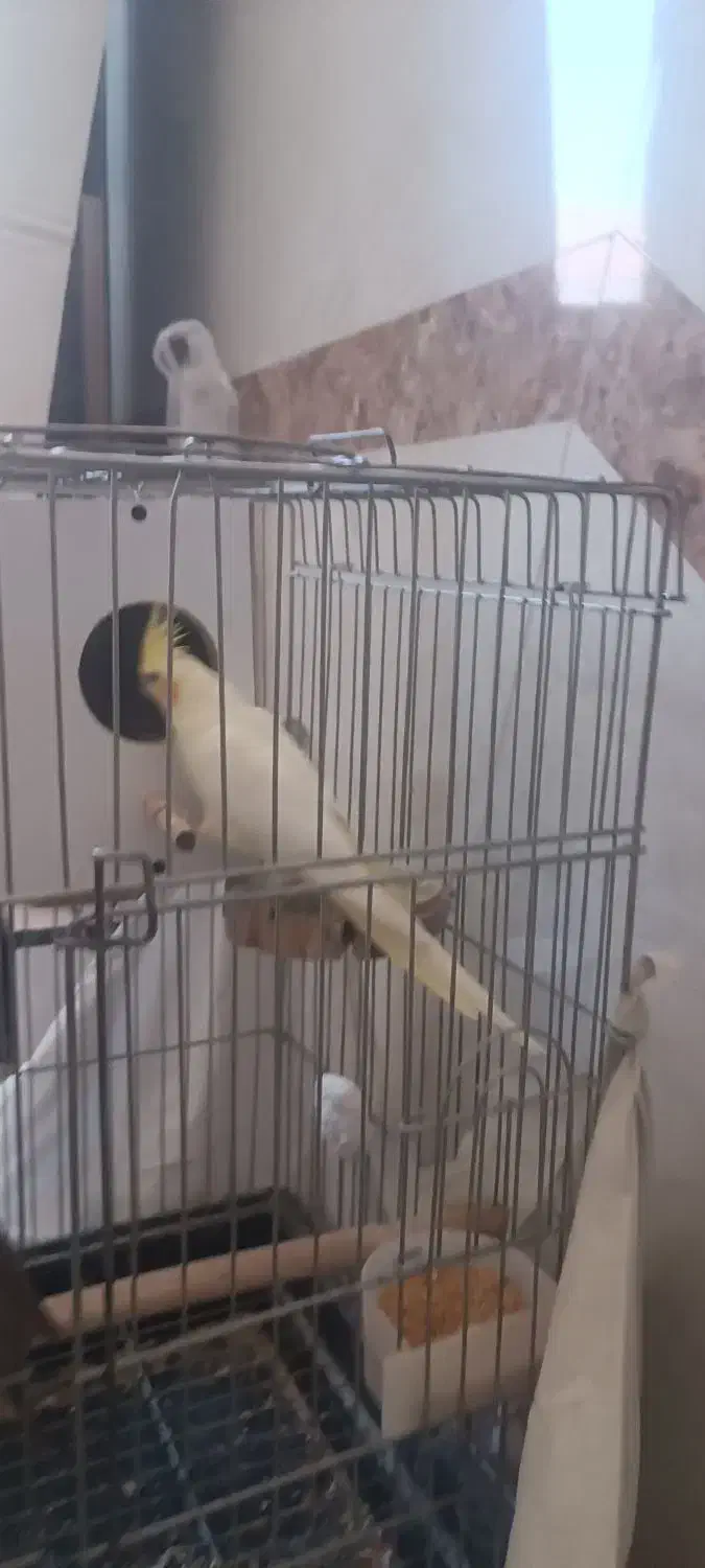 جفت عروس هلندی|پرنده|اسلامشهر, شهرک محمدیه|دیوار