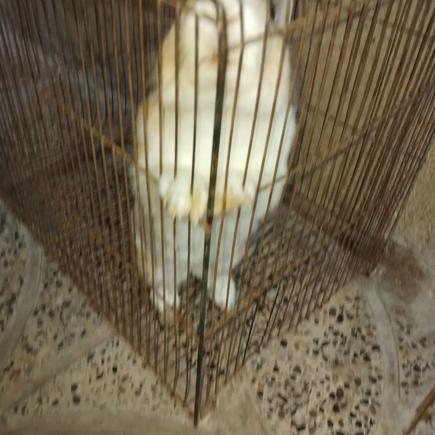 خرگوش|موش و خرگوش|ایلام, |دیوار