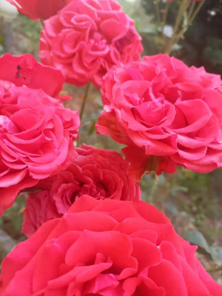 مدارک گم شده در فیروزکوه.کیف کارت|اشیا|فیروزکوه, |دیوار