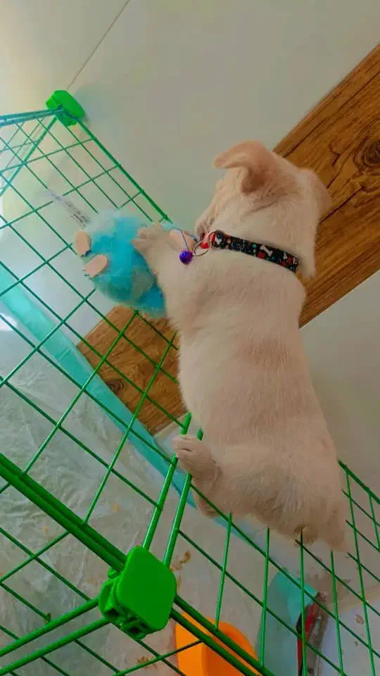 واگذاری سگ نژاد شیتزو|سگ|سیرجان, |دیوار