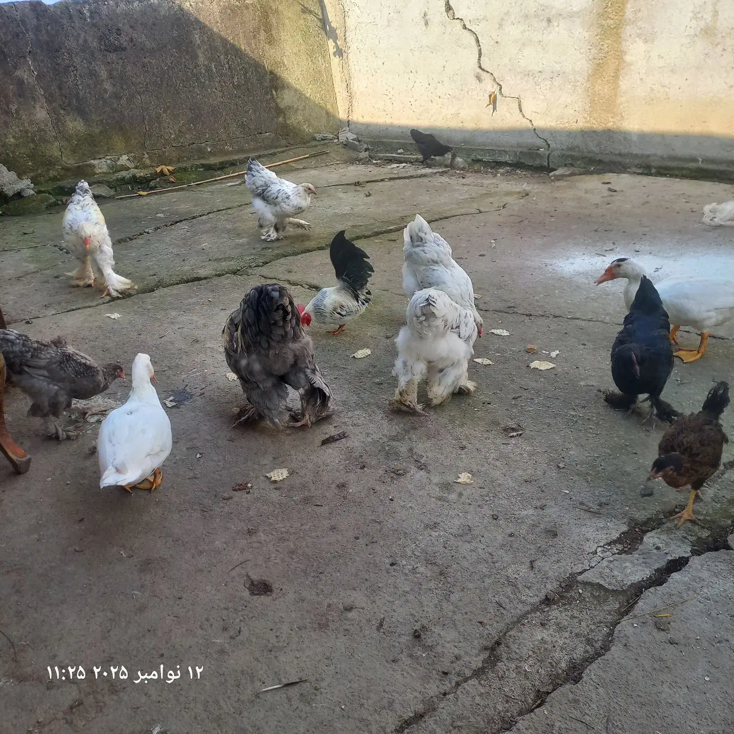 مرغ وخروس برهما|حیوانات مزرعه|احمدسرگوراب, |دیوار