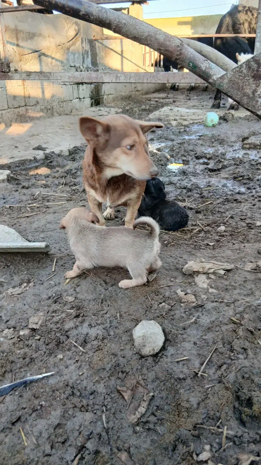 سگ پاکوتاه نگهبان|سگ|سیمین شهر, |دیوار