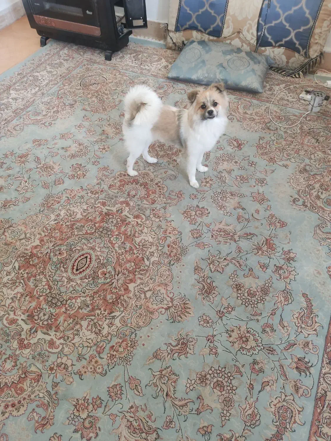 سگ پامر اشپیتز ۷ ماهه، ماده|سگ|شاهرود, |دیوار