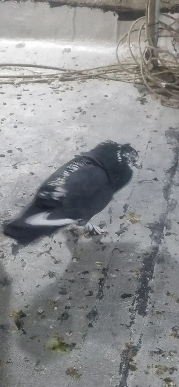 کفتر کبوتر|پرنده|شیراز, شهرک ولیعصر|دیوار