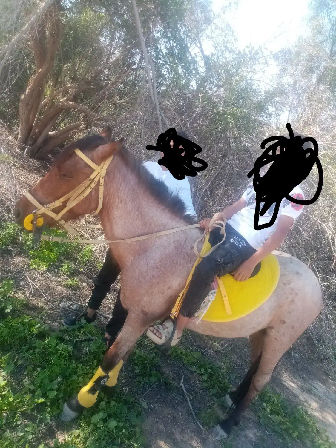 اسب رام وسواری|اسب و تجهیزات اسب‌سواری|سعدآباد, |دیوار