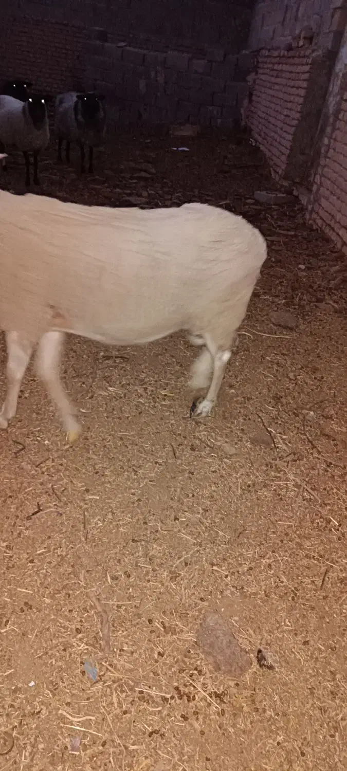 قوچ|حیوانات مزرعه|مشهد, درزآب|دیوار