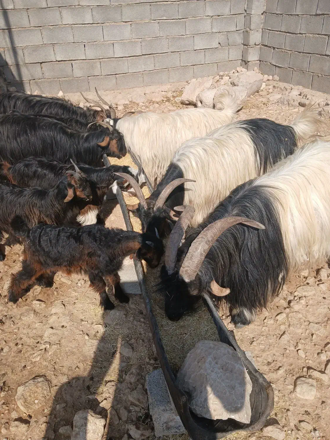 فروش ۴ راس بز داشتی و هیکلی ابستن ب فروش میرسد|حیوانات مزرعه|ایذه, |دیوار