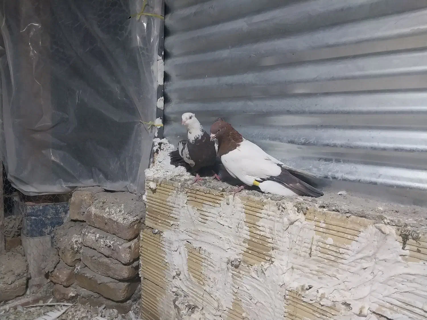 پرندهدرپرند|پرنده|بروجرد, |دیوار