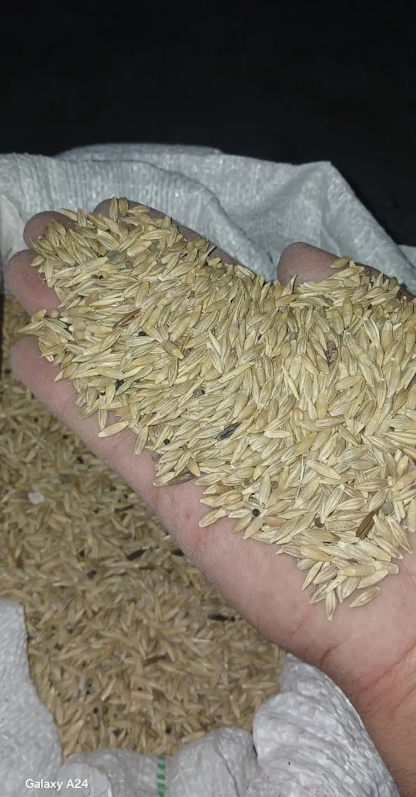 جو محلی|خوردنی و آشامیدنی|ایذه, |دیوار