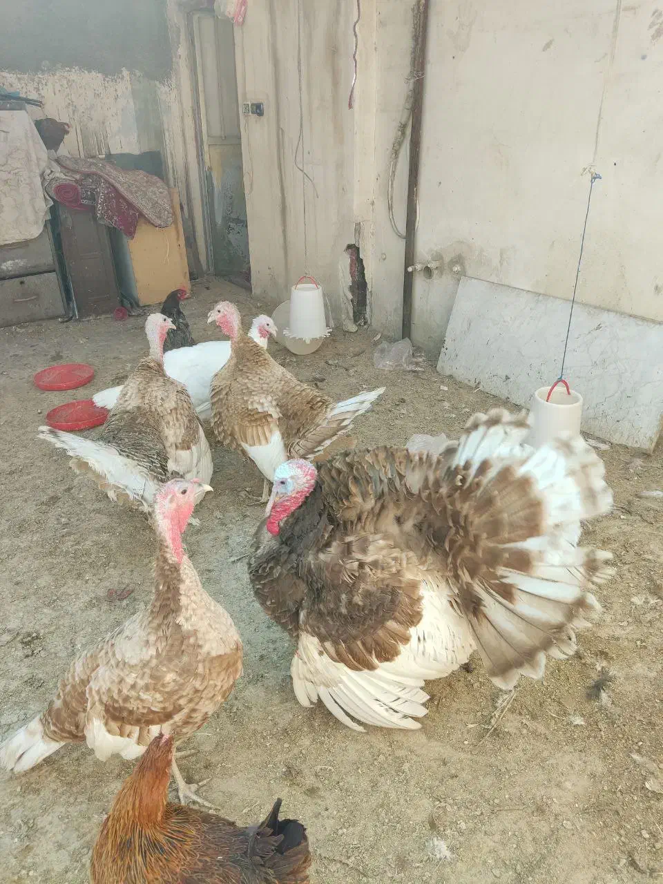 خروس و بوقلمون|حیوانات مزرعه|مشهد, رضاییه|دیوار