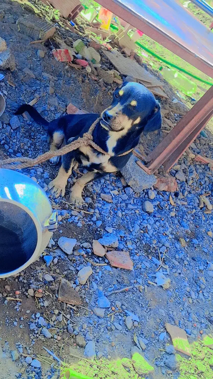 واگذاری سگ|سگ|نرماشیر, |دیوار