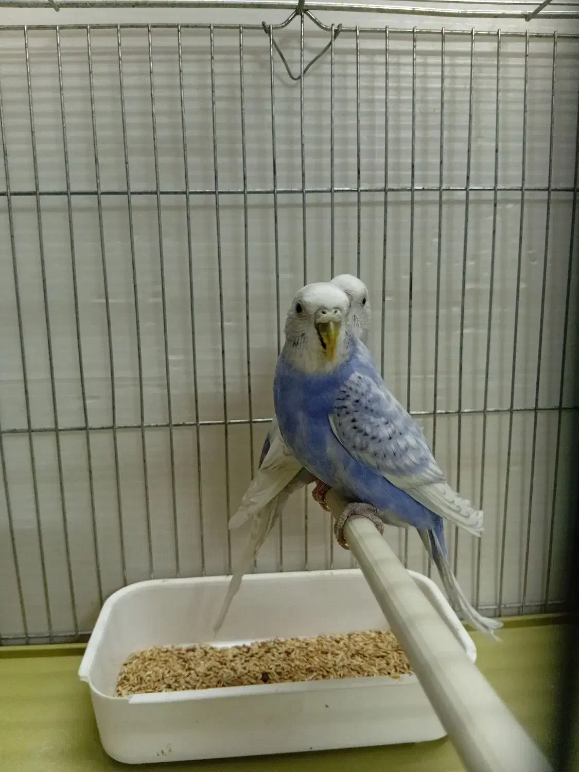 مرغ عشق اسپانگل بنفش بلژیکی|پرنده|شیراز, محراب|دیوار