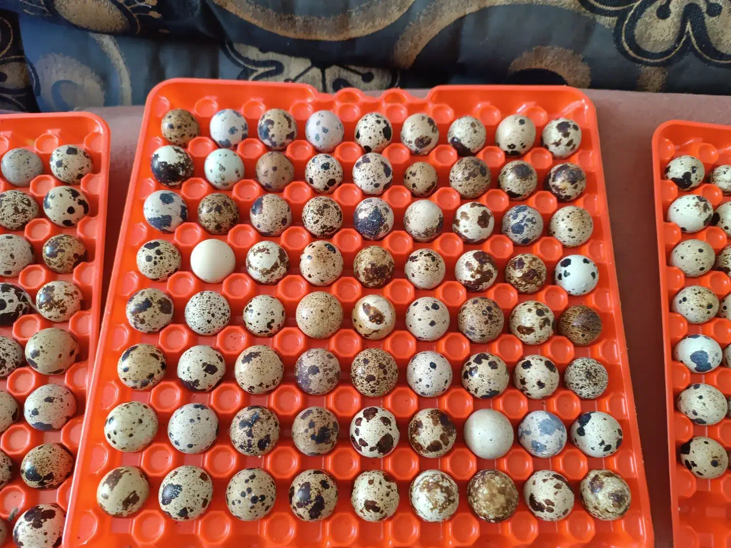 تخم بلدرچین نطفه دار|حیوانات مزرعه|نجفآباد, حومه نجف آباد|دیوار