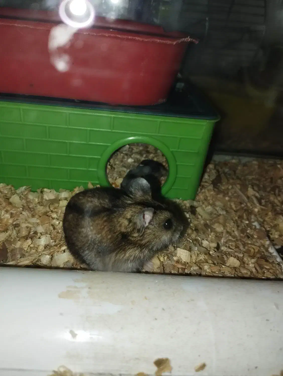 همین های زیبا و آرام .دستی|موش و خرگوش|تهران, والفجر (افسریه)|دیوار