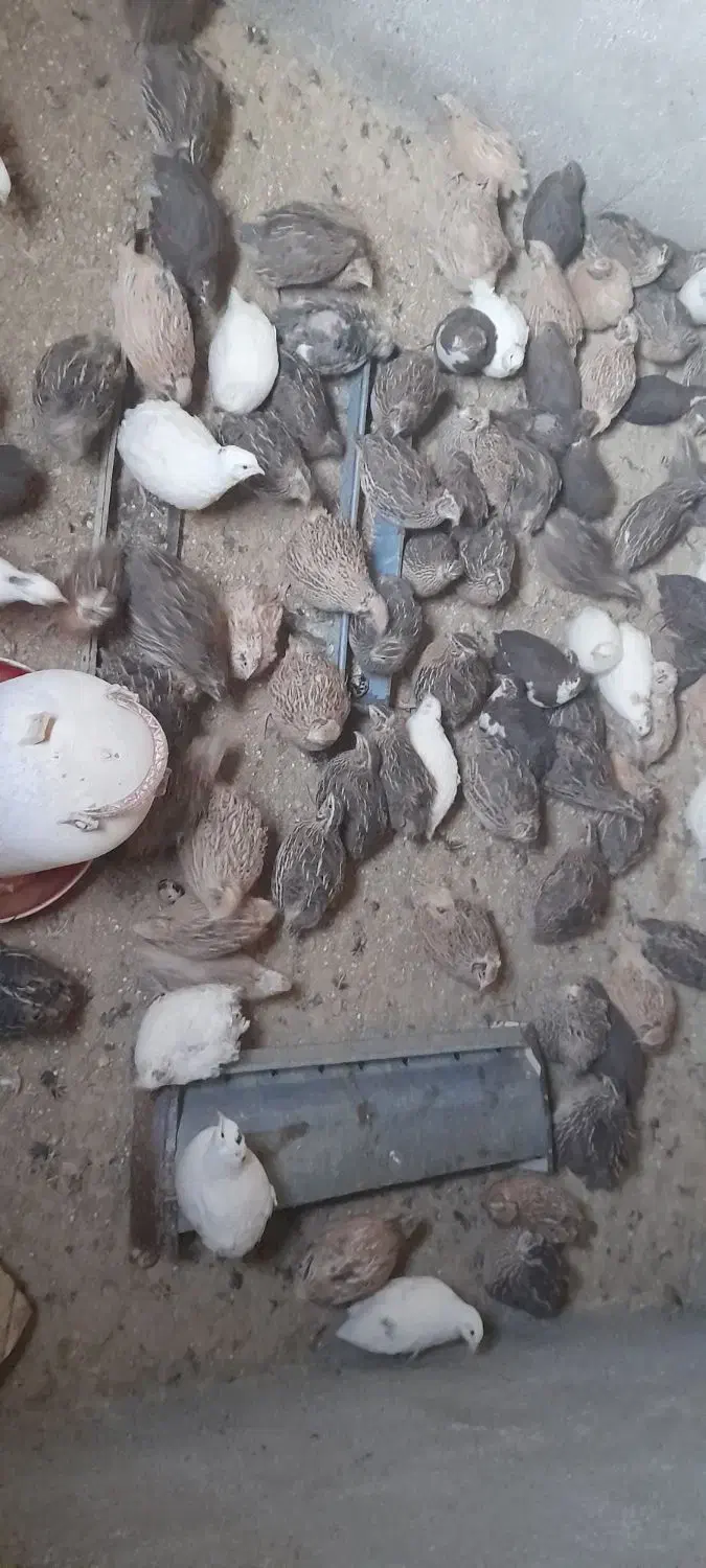 بلدرچین تخم گذار و گوشتی|پرنده|صفادشت, |دیوار