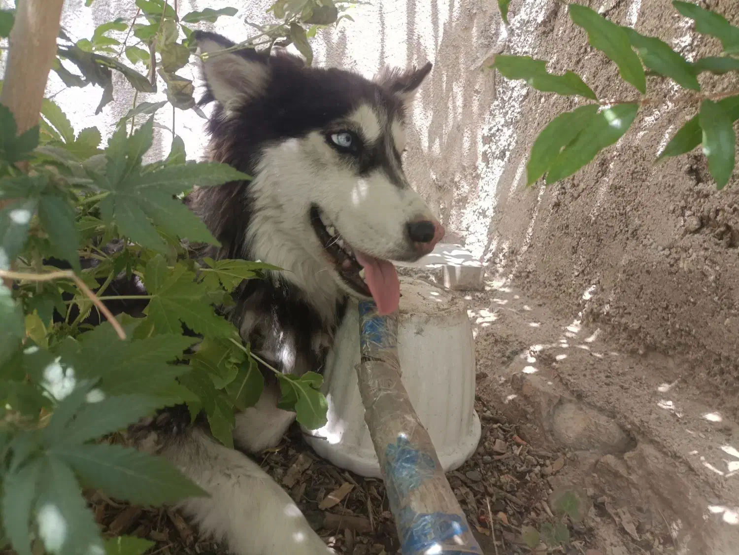 گمشده|حیوانات|فسا, |دیوار