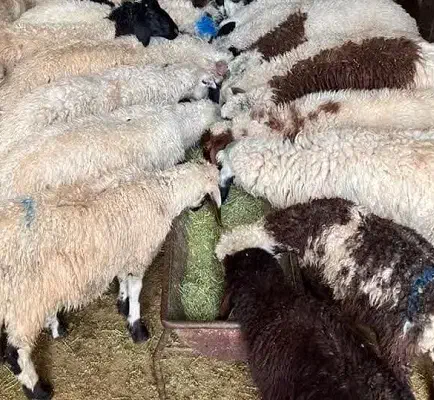 بره نر|حیوانات مزرعه|فاضل آباد, |دیوار