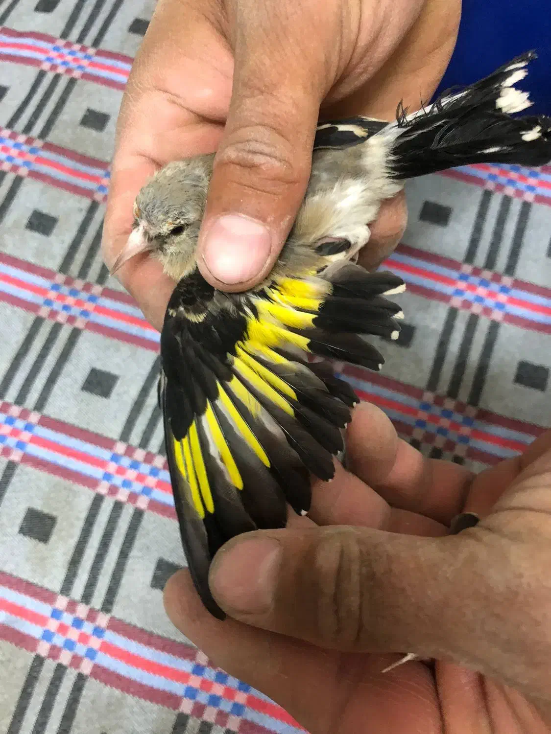 سهره|پرنده|ملکآباد, |دیوار