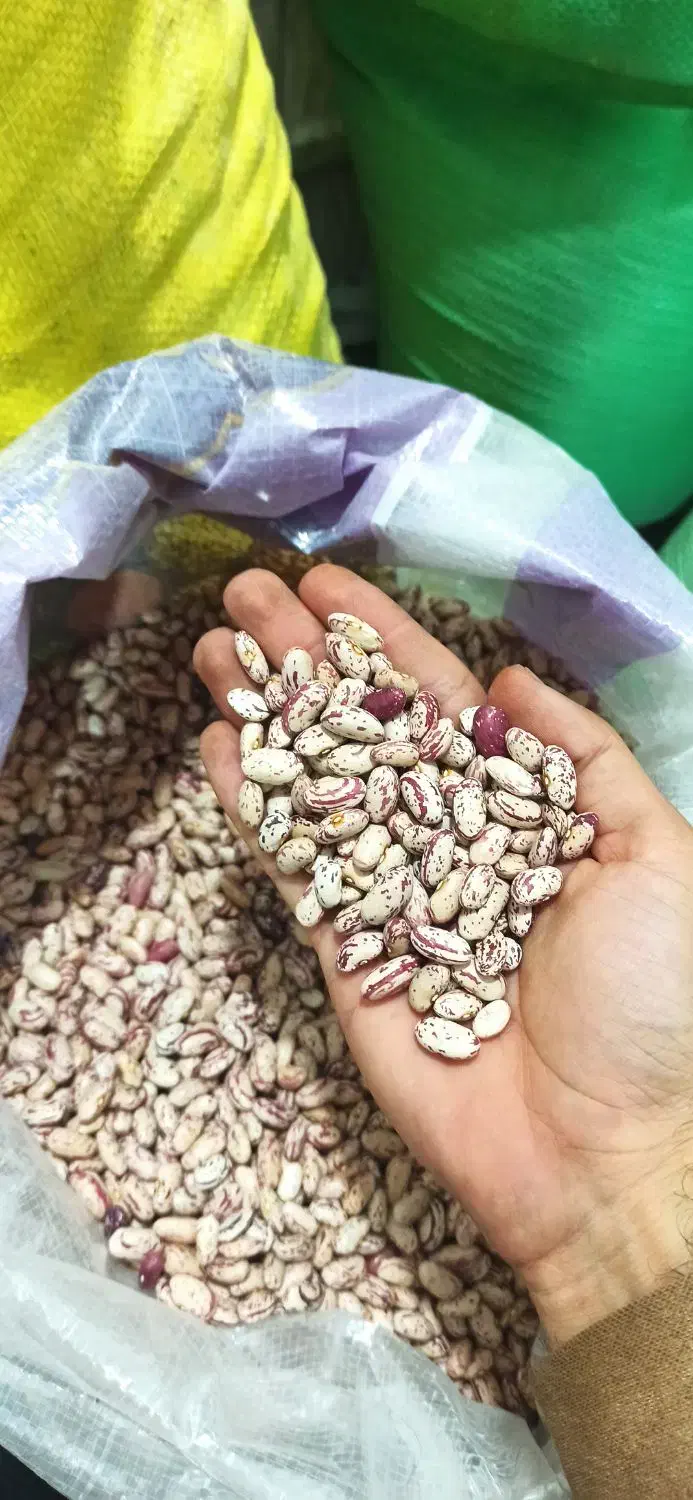 انواع لوبیا * چیتی سفید و رشتی و قرمز black Friday|خوردنی و آشامیدنی|بیرجند, |دیوار