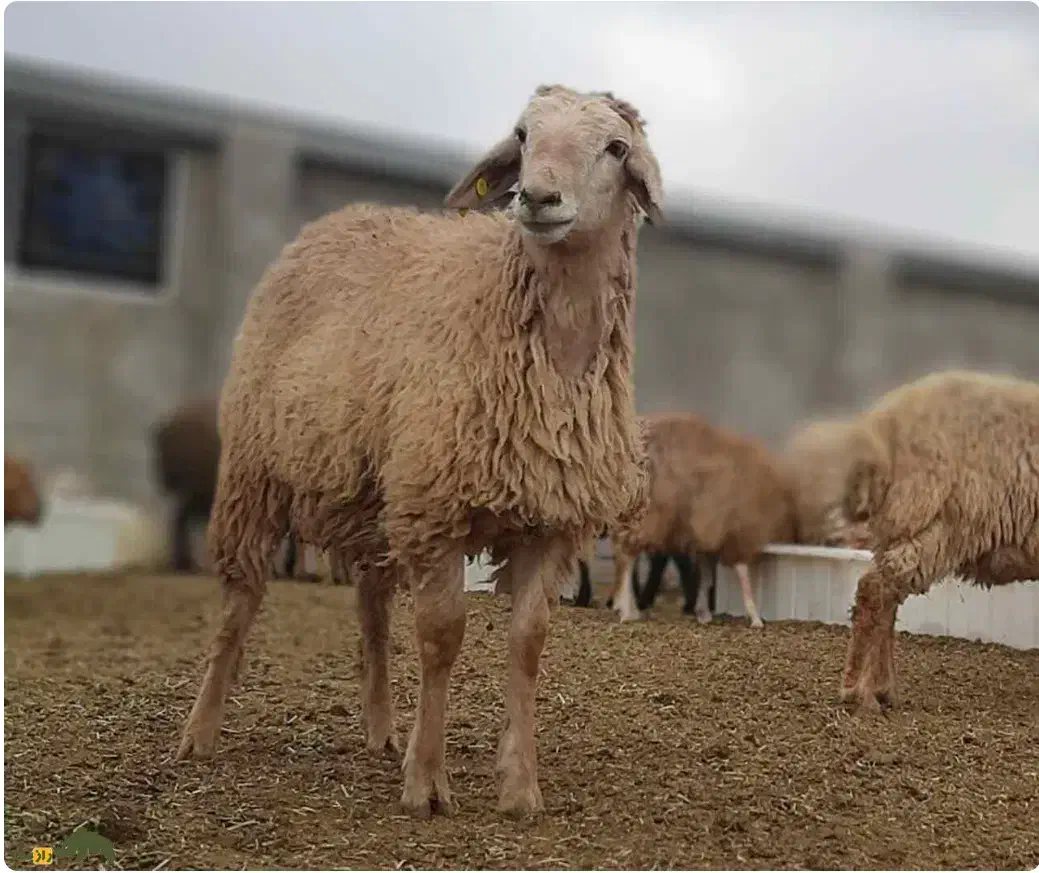 گوسفند زنده|حیوانات مزرعه|پرند, فاز ۳|دیوار