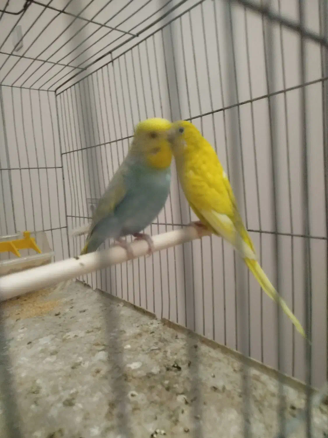 مرغ عشق|پرنده|صدرا-فارس, فاز ۲|دیوار