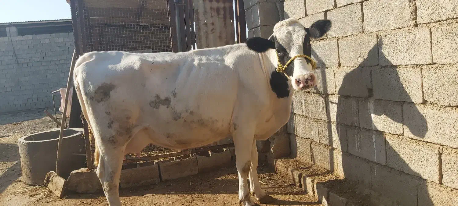 حیوانات مزرعه|حیوانات مزرعه|گتوند, |دیوار