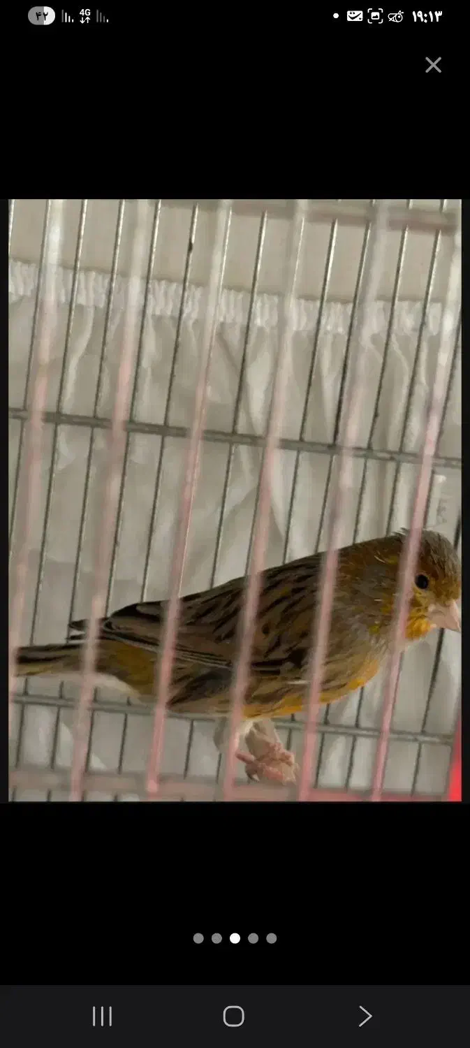 سهره قناری مست|پرنده|چهاردانگه (تهران), |دیوار