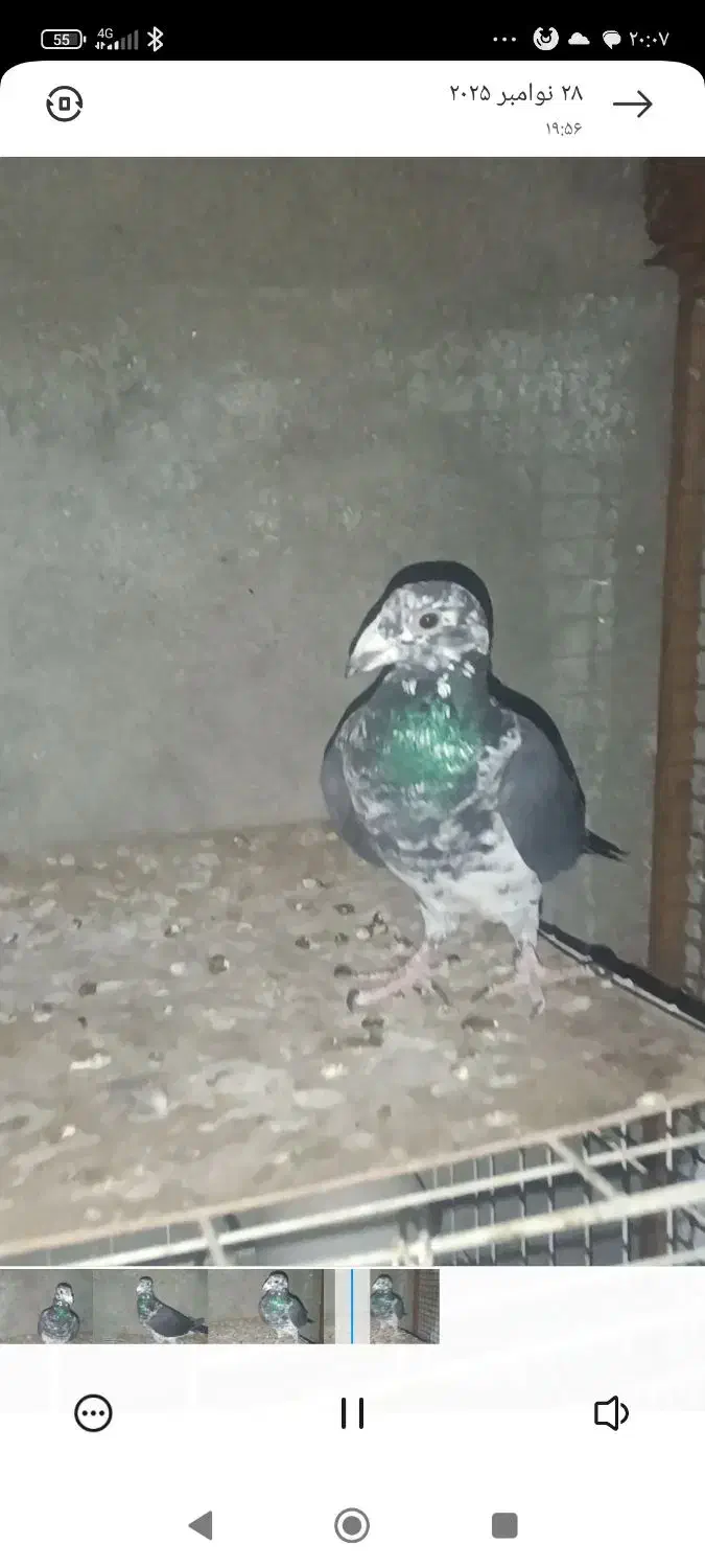 کبوتر|پرنده|برازجان, |دیوار