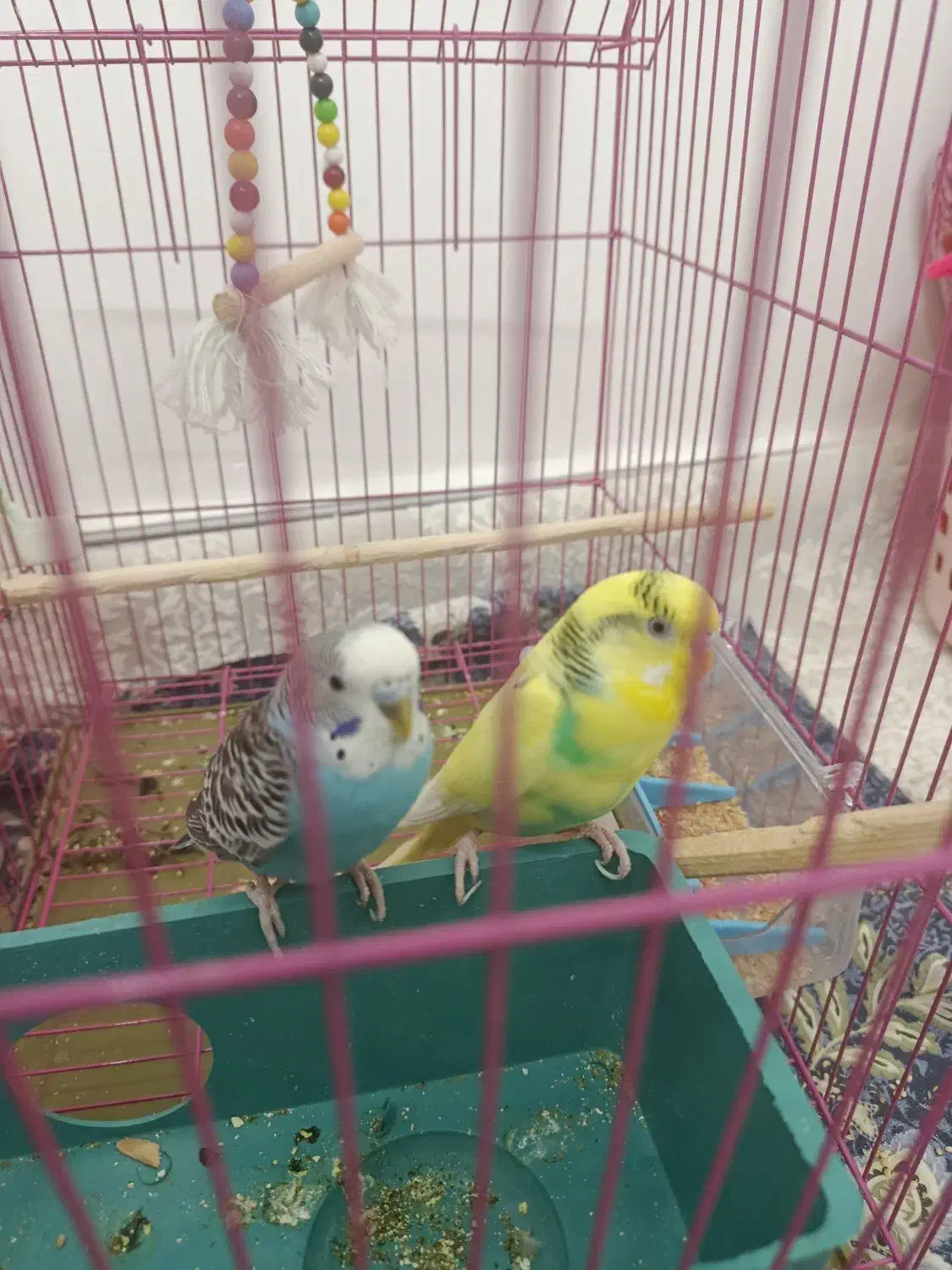 مرغ عشق|پرنده|قم, پردیسان|دیوار