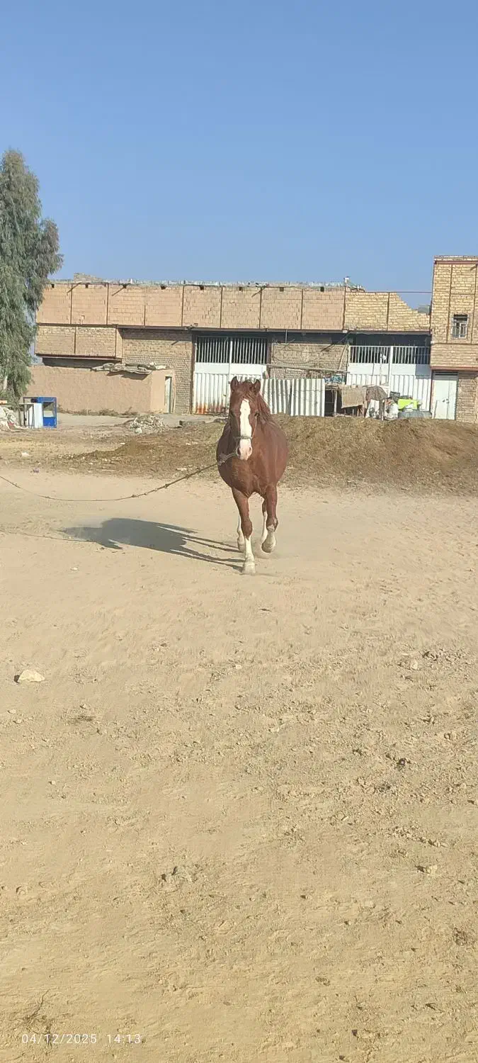 اسب فروشی|اسب و تجهیزات اسبسواری|قم, جمکران|دیوار