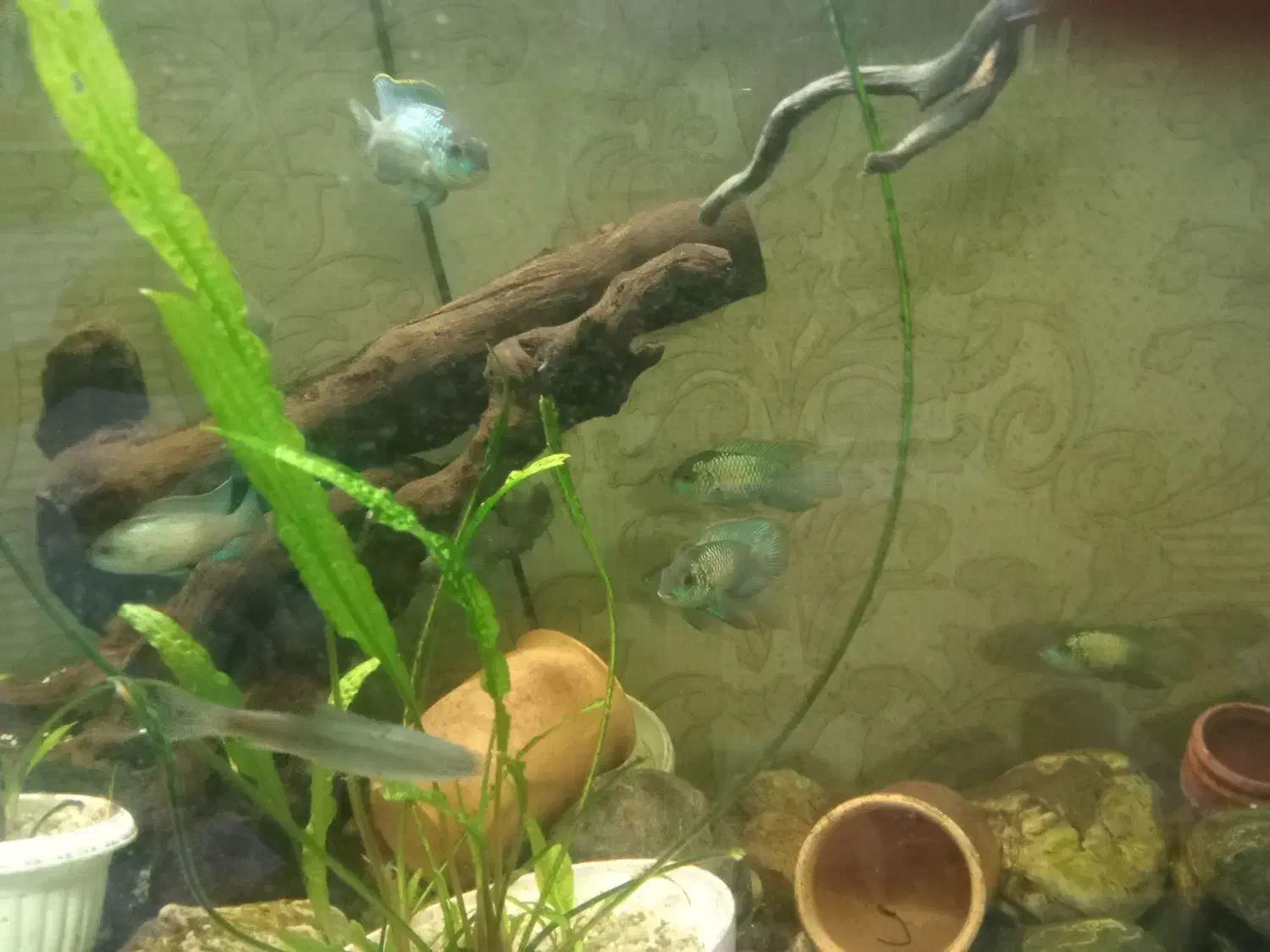 آکواریوم|ماهی|ارومیه, |دیوار