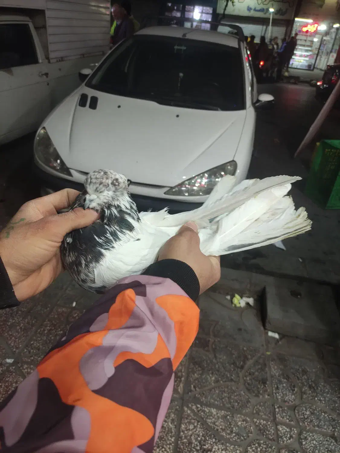 کفترخوش رخ|پرنده|فردیس, شهرک شهید حسینی|دیوار