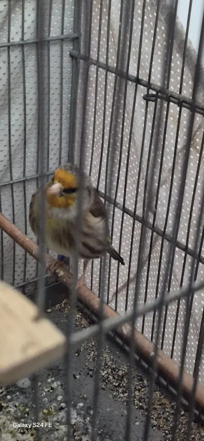 سهره قناری لر بخون|پرنده|بومهن, |دیوار