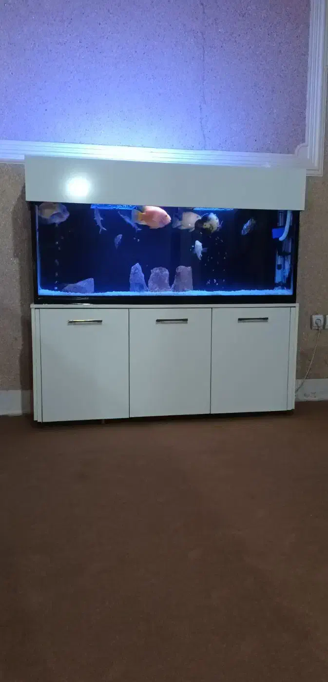 آکواریوم بزرگ و شیک|ماهی|زنجان, |دیوار