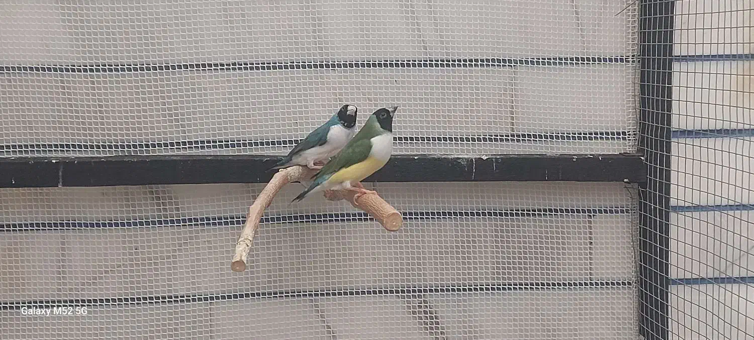 فنچ گلدین|پرنده|بهبهان, |دیوار