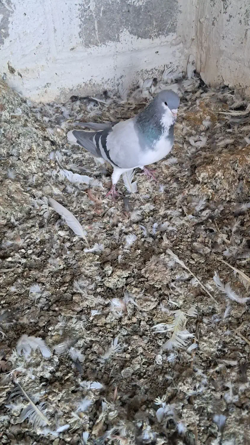 کبوتر بدرنگ نر بدون تو دست ودم|پرنده|کازرون, |دیوار