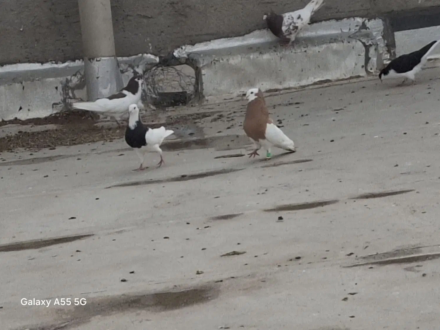 کبوتر رنگی پرشی|پرنده|تاکستان, |دیوار