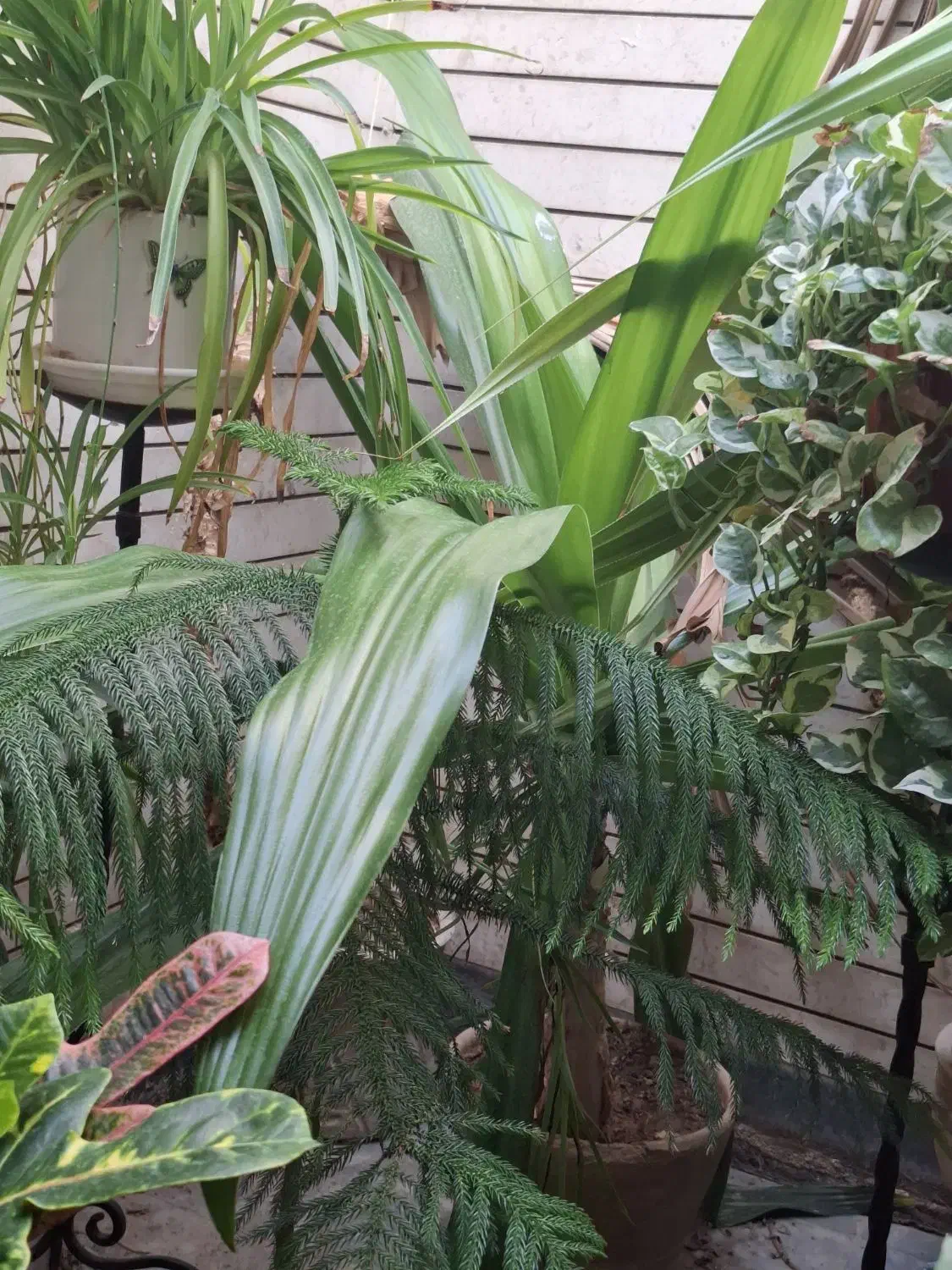 پاندانوس (گل برگ موزی)|گل و گیاه طبیعی|شاهین‌شهر, نظامی|دیوار