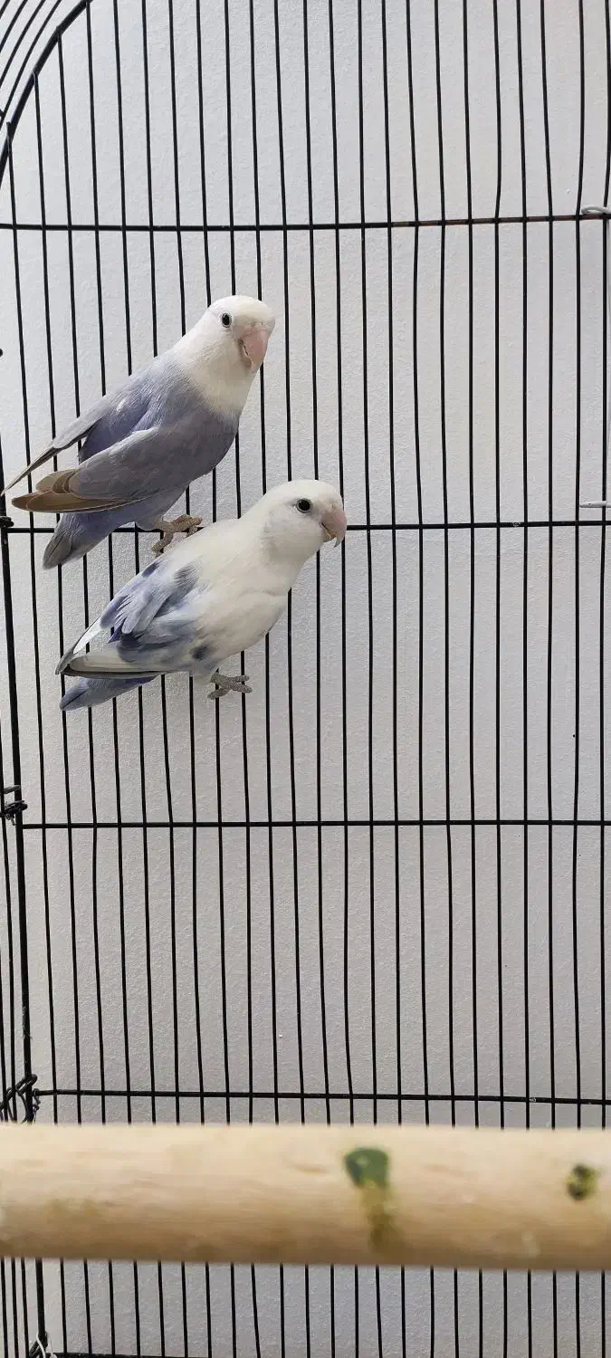 جفت طوطی کوتوله|پرنده|مشهد, شاهد (شهرک غرب)|دیوار