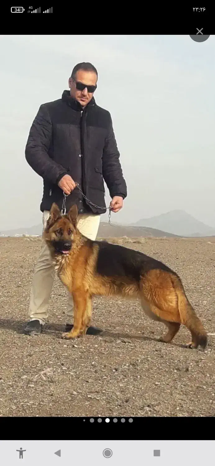 ۴ قلاده ژرمن شپرد ماده شکم پر ، فیلم جفت گیری|سگ|کرج, فاز ۱ مهرشهر|دیوار