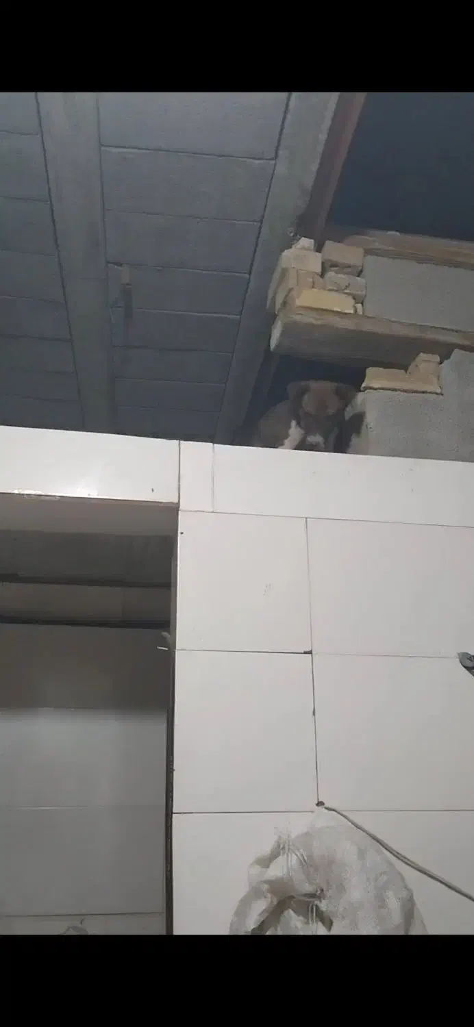 سگ سرابی|سگ|اهواز, کارون|دیوار